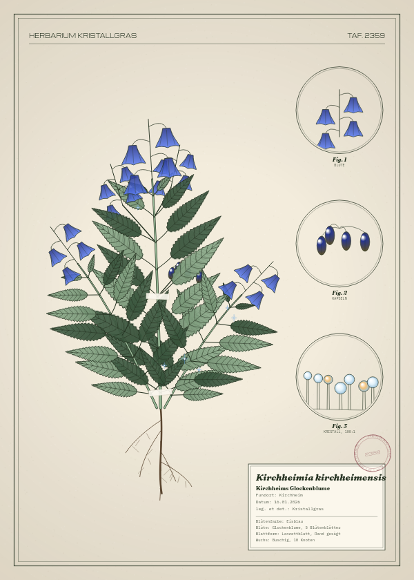 Botanische Tafel: Kirchheimia kirchheimensis, eine erfundene Pflanze aus Kirchheim, gezeichnet wie in einem alten Pflanzenatlas