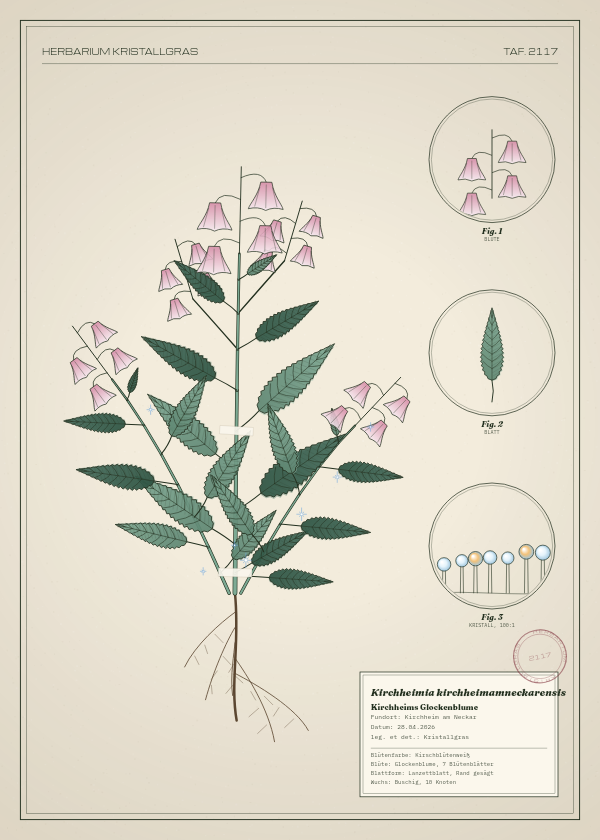 Botanische Tafel: Kirchheimia kirchheimamneckarensis, eine erfundene Pflanze aus Kirchheim am Neckar, gezeichnet wie in einem alten Pflanzenatlas