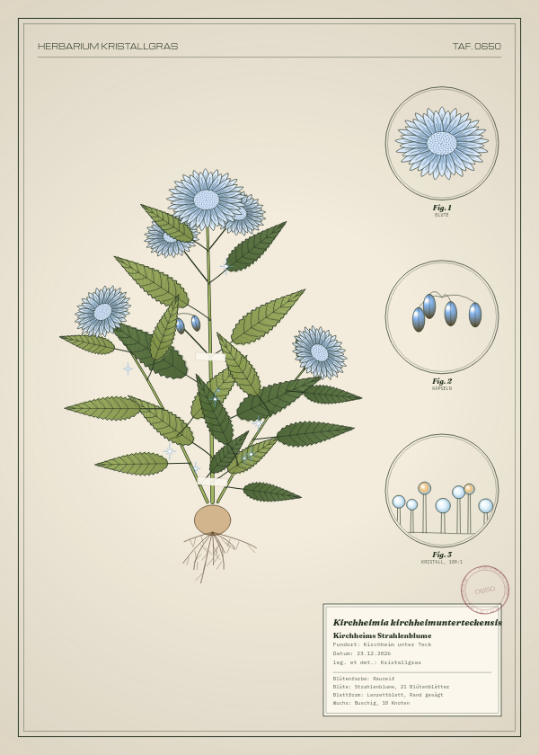 Botanische Tafel: Kirchheimia kirchheimunterteckensis, eine erfundene Pflanze aus Kirchheim unter Teck, gezeichnet wie in einem alten Pflanzenatlas