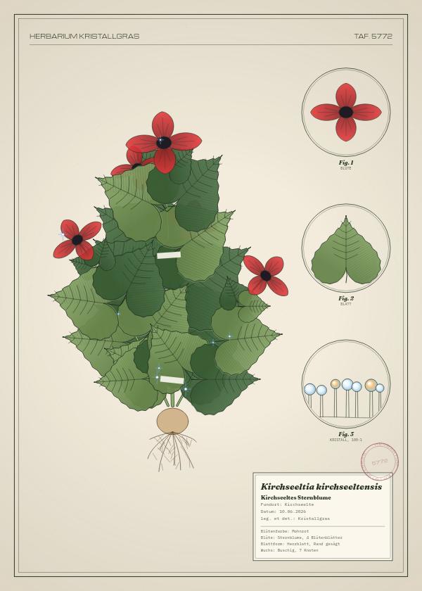 Botanische Tafel: Kirchseeltia kirchseeltensis, eine erfundene Pflanze aus Kirchseelte, gezeichnet wie in einem alten Pflanzenatlas