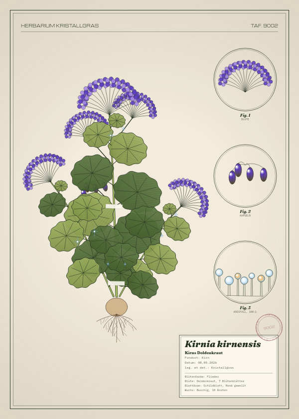 Botanische Tafel: Kirnia kirnensis, eine erfundene Pflanze aus Kirn, gezeichnet wie in einem alten Pflanzenatlas