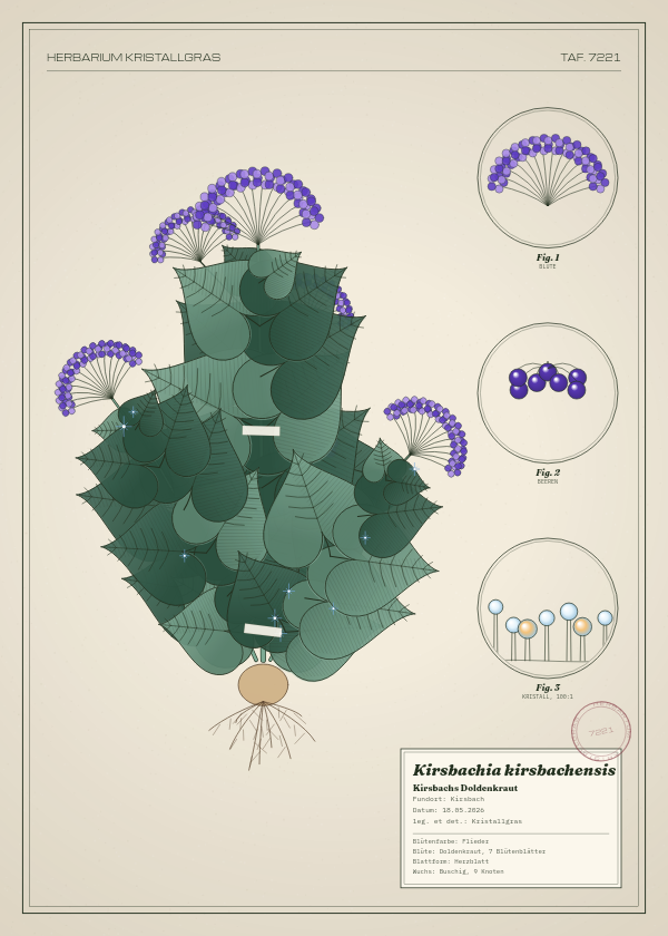 Botanische Tafel: Kirsbachia kirsbachensis, eine erfundene Pflanze aus Kirsbach, gezeichnet wie in einem alten Pflanzenatlas