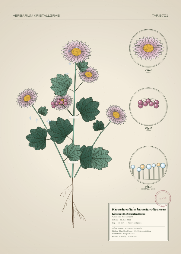Botanische Tafel: Kirschrothia kirschrothensis, eine erfundene Pflanze aus Kirschroth, gezeichnet wie in einem alten Pflanzenatlas