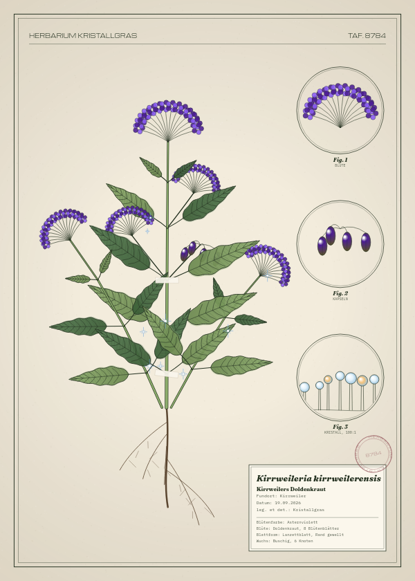 Botanische Tafel: Kirrweileria kirrweilerensis, eine erfundene Pflanze aus Kirrweiler, gezeichnet wie in einem alten Pflanzenatlas