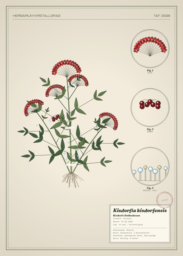 Botanische Tafel: Kisdorfia kisdorfensis, eine erfundene Pflanze aus Kisdorf, gezeichnet wie in einem alten Pflanzenatlas