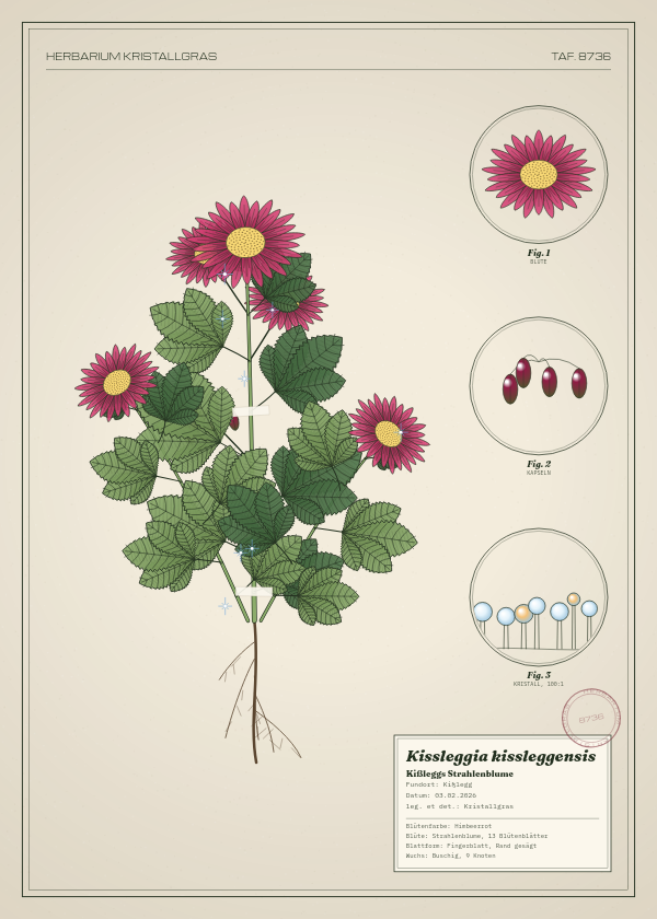 Botanische Tafel: Kissleggia kissleggensis, eine erfundene Pflanze aus Kißlegg, gezeichnet wie in einem alten Pflanzenatlas