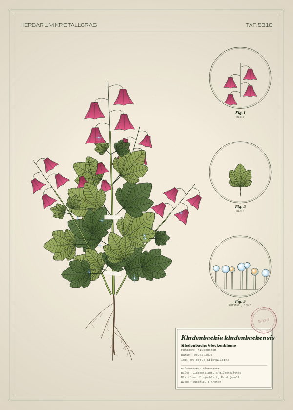 Botanische Tafel: Kludenbachia kludenbachensis, eine erfundene Pflanze aus Kludenbach, gezeichnet wie in einem alten Pflanzenatlas