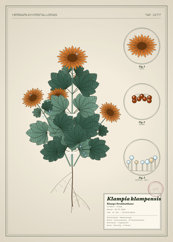 Botanische Tafel: Klampia klampensis, eine erfundene Pflanze aus Klamp, gezeichnet wie in einem alten Pflanzenatlas