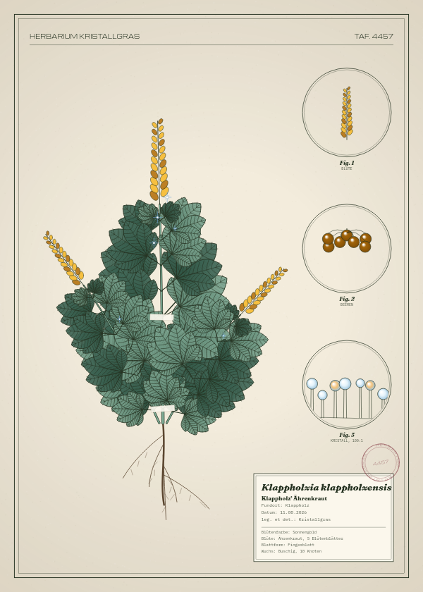 Botanische Tafel: Klappholzia klappholzensis, eine erfundene Pflanze aus Klappholz, gezeichnet wie in einem alten Pflanzenatlas