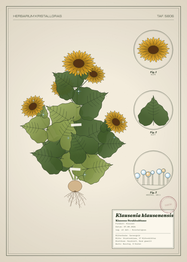 Botanische Tafel: Klausenia klausenensis, eine erfundene Pflanze aus Klausen, gezeichnet wie in einem alten Pflanzenatlas