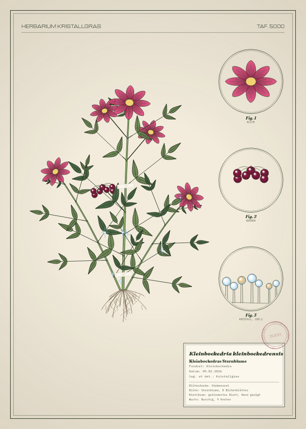 Botanische Tafel: Kleinbockedria kleinbockedrensis, eine erfundene Pflanze aus Kleinbockedra, gezeichnet wie in einem alten Pflanzenatlas