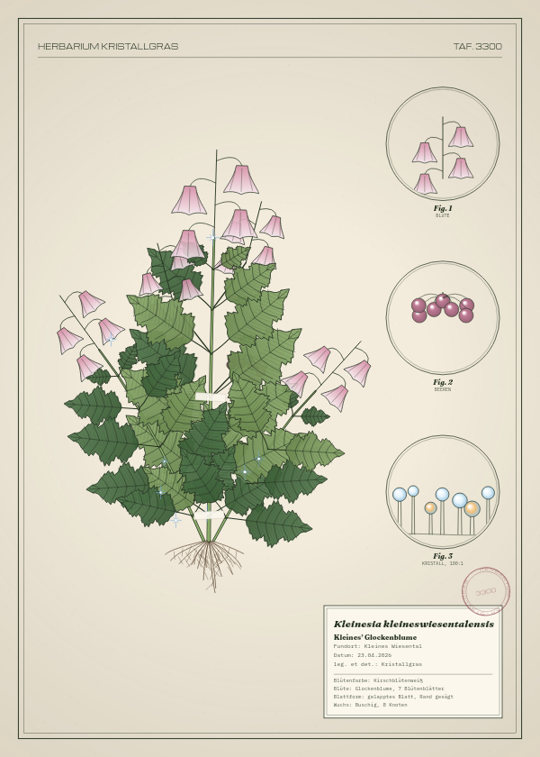 Botanische Tafel: Kleinesia kleineswiesentalensis, eine erfundene Pflanze aus Kleines Wiesental, gezeichnet wie in einem alten Pflanzenatlas
