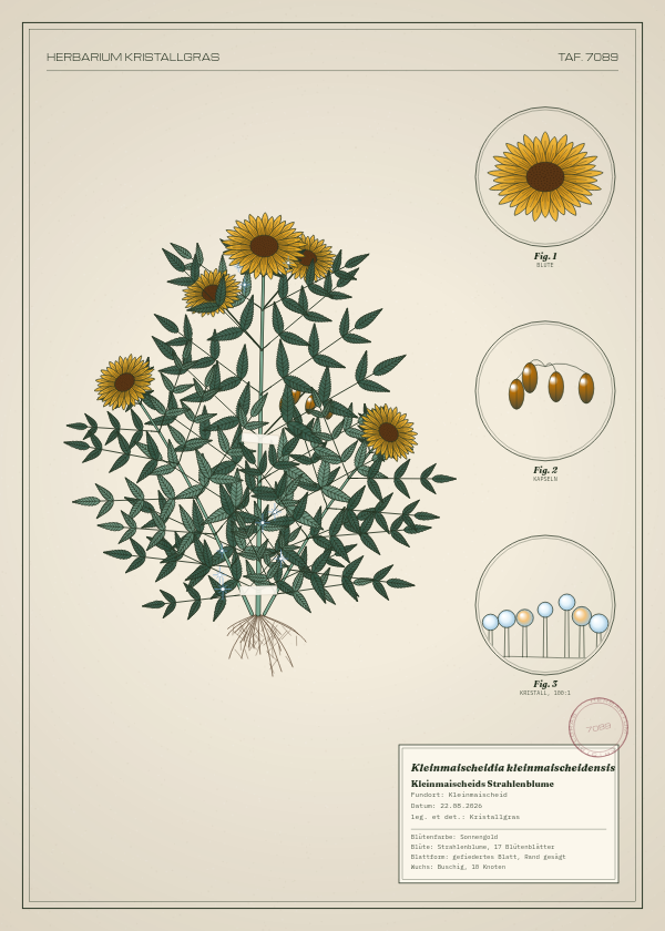 Botanische Tafel: Kleinmaischeidia kleinmaischeidensis, eine erfundene Pflanze aus Kleinmaischeid, gezeichnet wie in einem alten Pflanzenatlas