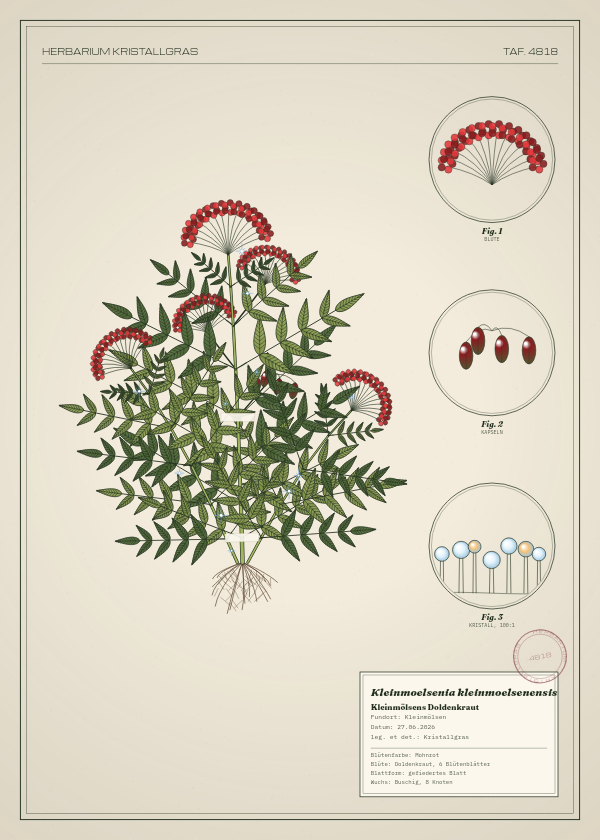 Botanische Tafel: Kleinmoelsenia kleinmoelsenensis, eine erfundene Pflanze aus Kleinmölsen, gezeichnet wie in einem alten Pflanzenatlas