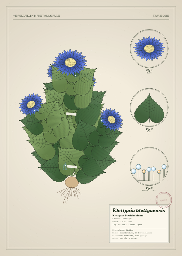 Botanische Tafel: Klettgaia klettgaensis, eine erfundene Pflanze aus Klettgau, gezeichnet wie in einem alten Pflanzenatlas