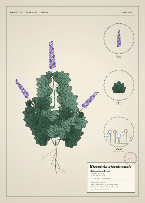Botanische Tafel: Kletzinia kletzinensis, eine erfundene Pflanze aus Kletzin, gezeichnet wie in einem alten Pflanzenatlas