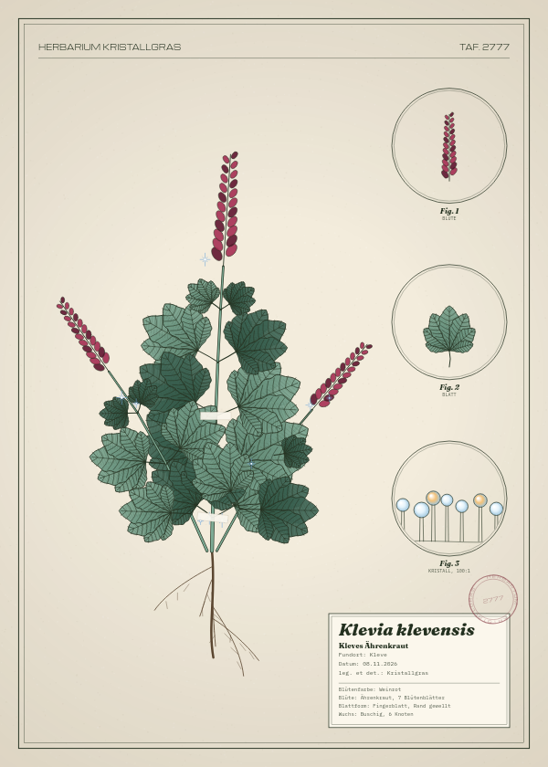 Botanische Tafel: Klevia klevensis, eine erfundene Pflanze aus Kleve, gezeichnet wie in einem alten Pflanzenatlas