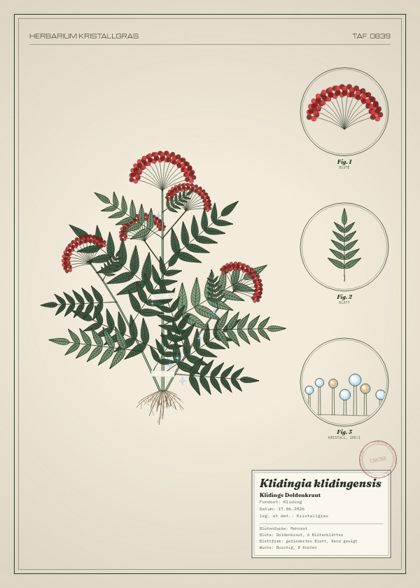 Botanische Tafel: Klidingia klidingensis, eine erfundene Pflanze aus Kliding, gezeichnet wie in einem alten Pflanzenatlas