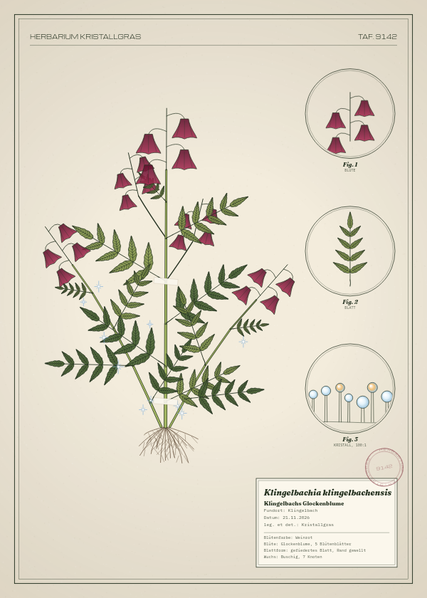 Botanische Tafel: Klingelbachia klingelbachensis, eine erfundene Pflanze aus Klingelbach, gezeichnet wie in einem alten Pflanzenatlas