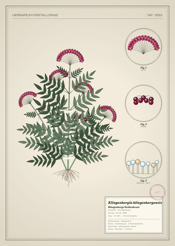 Botanische Tafel: Klingenbergia klingenbergensis, eine erfundene Pflanze aus Klingenberg, gezeichnet wie in einem alten Pflanzenatlas