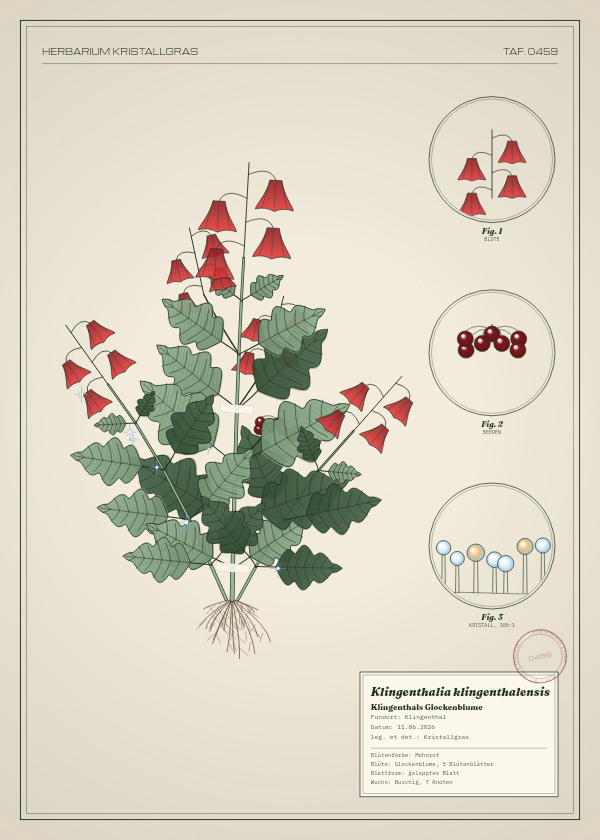 Botanische Tafel: Klingenthalia klingenthalensis, eine erfundene Pflanze aus Klingenthal, gezeichnet wie in einem alten Pflanzenatlas