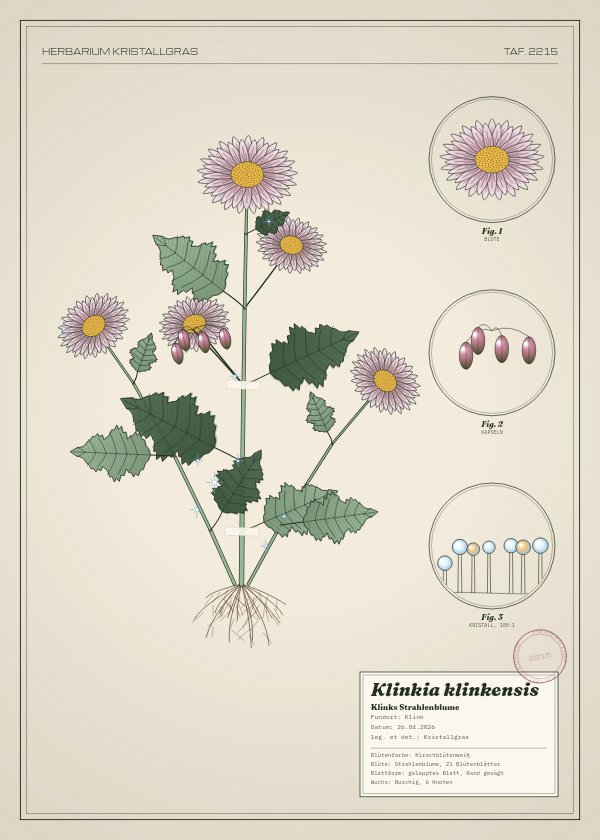 Botanische Tafel: Klinkia klinkensis, eine erfundene Pflanze aus Klink, gezeichnet wie in einem alten Pflanzenatlas