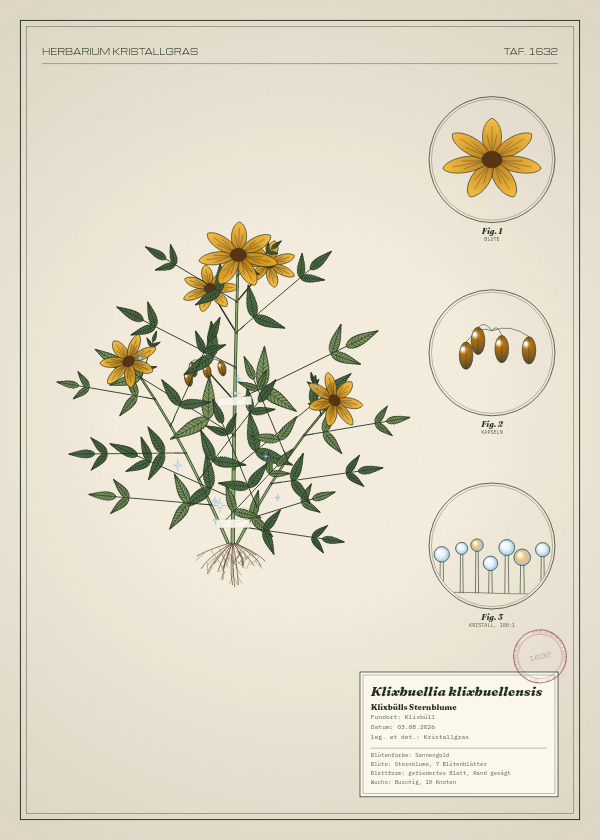 Botanische Tafel: Klixbuellia klixbuellensis, eine erfundene Pflanze aus Klixbüll, gezeichnet wie in einem alten Pflanzenatlas
