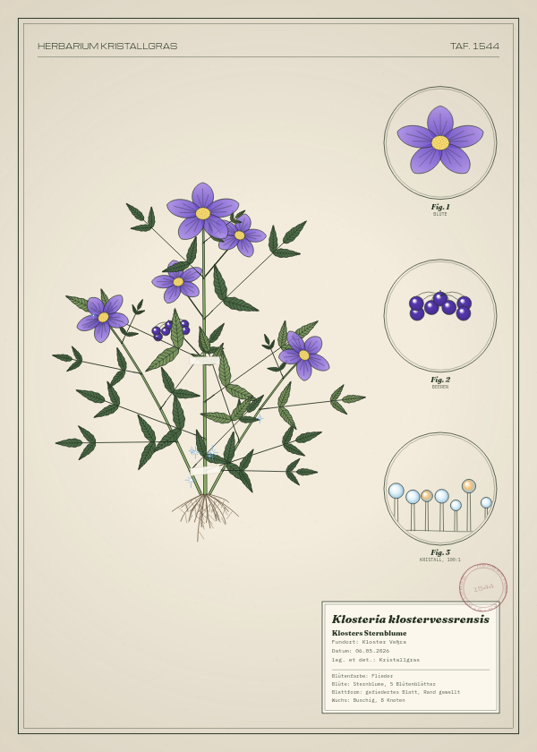 Botanische Tafel: Klosteria klostervessrensis, eine erfundene Pflanze aus Kloster Veßra, gezeichnet wie in einem alten Pflanzenatlas