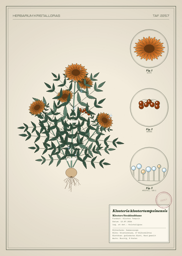 Botanische Tafel: Klosteria klostertempzinensis, eine erfundene Pflanze aus Kloster Tempzin, gezeichnet wie in einem alten Pflanzenatlas