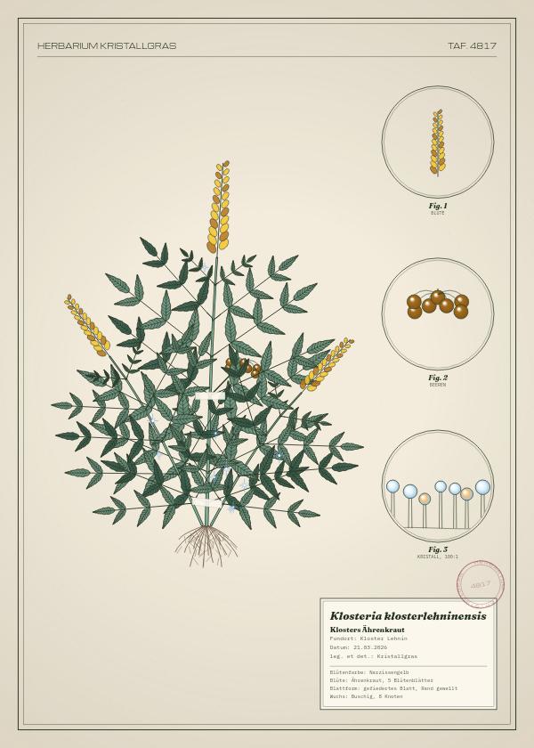 Botanische Tafel: Klosteria klosterlehninensis, eine erfundene Pflanze aus Kloster Lehnin, gezeichnet wie in einem alten Pflanzenatlas