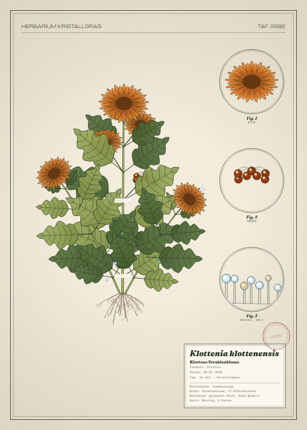 Botanische Tafel: Klottenia klottenensis, eine erfundene Pflanze aus Klotten, gezeichnet wie in einem alten Pflanzenatlas