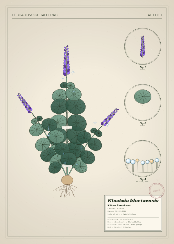 Botanische Tafel: Kloetzia kloetzensis, eine erfundene Pflanze aus Klötze, gezeichnet wie in einem alten Pflanzenatlas