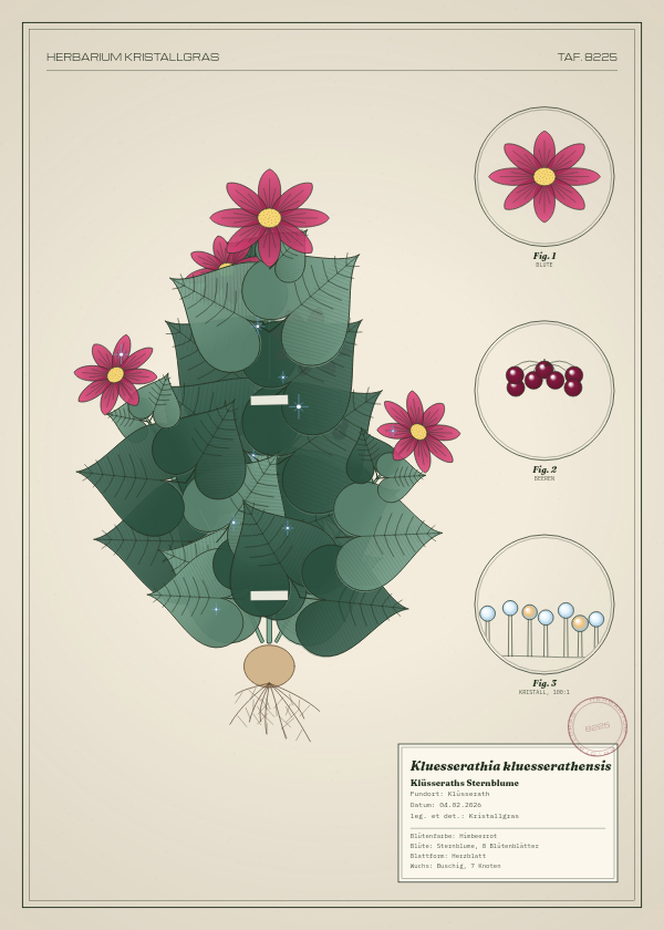 Botanische Tafel: Kluesserathia kluesserathensis, eine erfundene Pflanze aus Klüsserath, gezeichnet wie in einem alten Pflanzenatlas