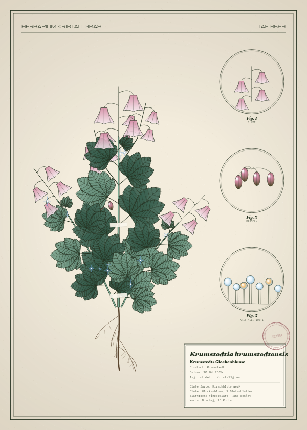 Botanische Tafel: Krumstedtia krumstedtensis, eine erfundene Pflanze aus Krumstedt, gezeichnet wie in einem alten Pflanzenatlas