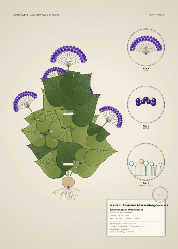 Botanische Tafel: Krusenhagenia krusenhagenensis, eine erfundene Pflanze aus Krusenhagen, gezeichnet wie in einem alten Pflanzenatlas