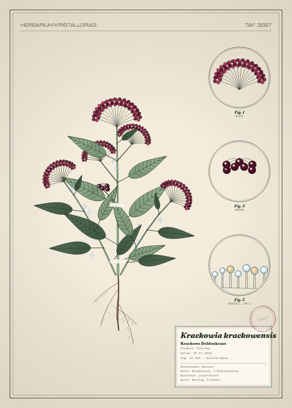 Botanische Tafel: Krackowia krackowensis, eine erfundene Pflanze aus Krackow, gezeichnet wie in einem alten Pflanzenatlas