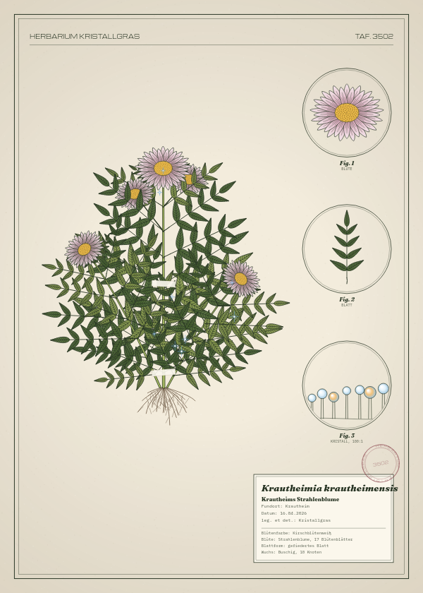 Botanische Tafel: Krautheimia krautheimensis, eine erfundene Pflanze aus Krautheim, gezeichnet wie in einem alten Pflanzenatlas