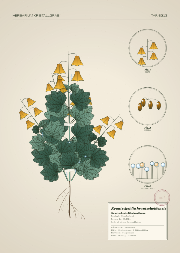 Botanische Tafel: Krautscheidia krautscheidensis, eine erfundene Pflanze aus Krautscheid, gezeichnet wie in einem alten Pflanzenatlas