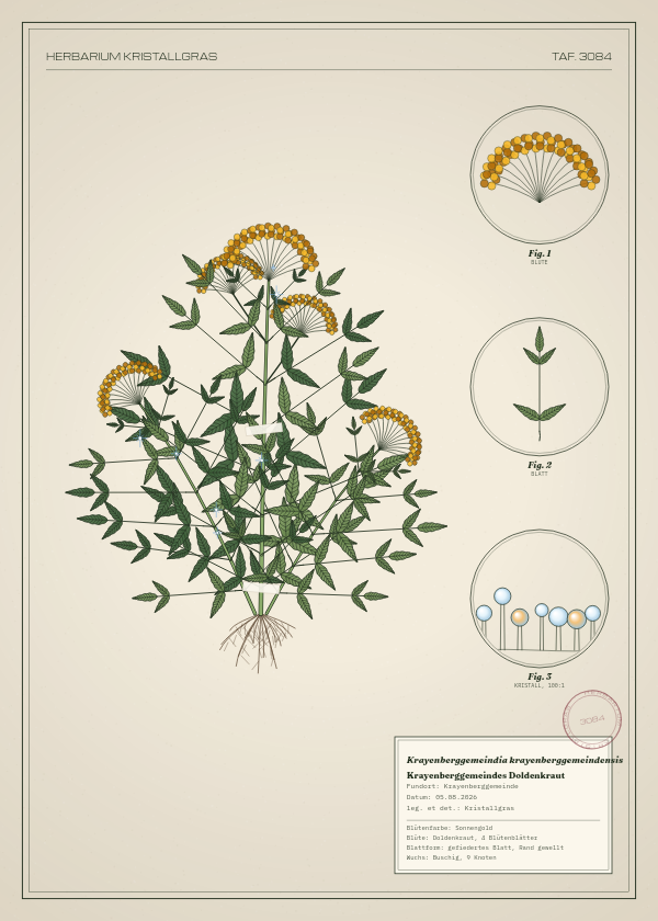 Botanische Tafel: Krayenberggemeindia krayenberggemeindensis, eine erfundene Pflanze aus Krayenberggemeinde, gezeichnet wie in einem alten Pflanzenatlas