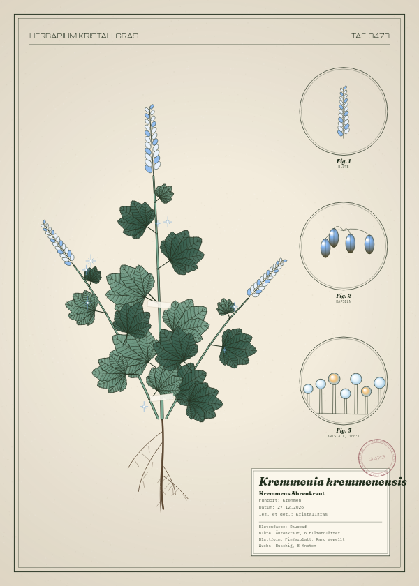 Botanische Tafel: Kremmenia kremmenensis, eine erfundene Pflanze aus Kremmen, gezeichnet wie in einem alten Pflanzenatlas