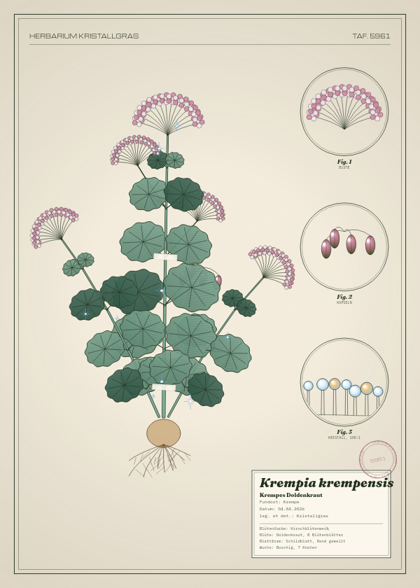 Botanische Tafel: Krempia krempensis, eine erfundene Pflanze aus Krempe, gezeichnet wie in einem alten Pflanzenatlas
