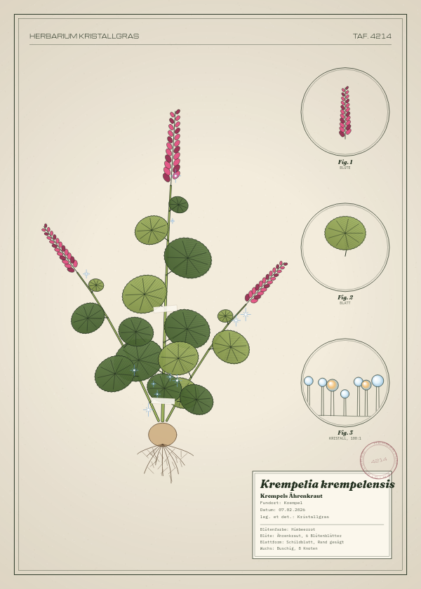Botanische Tafel: Krempelia krempelensis, eine erfundene Pflanze aus Krempel, gezeichnet wie in einem alten Pflanzenatlas