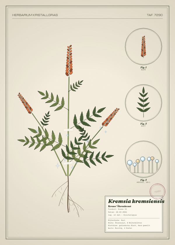 Botanische Tafel: Kremsia kremsiensis, eine erfundene Pflanze aus Krems II, gezeichnet wie in einem alten Pflanzenatlas