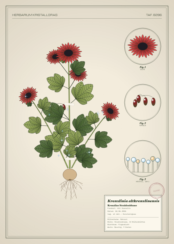 Botanische Tafel: Krenzlinia altkrenzlinensis, eine erfundene Pflanze aus Alt Krenzlin, gezeichnet wie in einem alten Pflanzenatlas