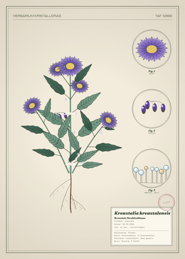 Botanische Tafel: Kreuztalia kreuztalensis, eine erfundene Pflanze aus Kreuztal, gezeichnet wie in einem alten Pflanzenatlas