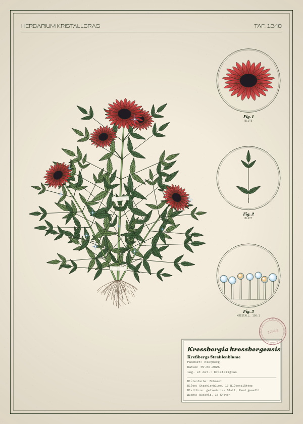 Botanische Tafel: Kressbergia kressbergensis, eine erfundene Pflanze aus Kreßberg, gezeichnet wie in einem alten Pflanzenatlas
