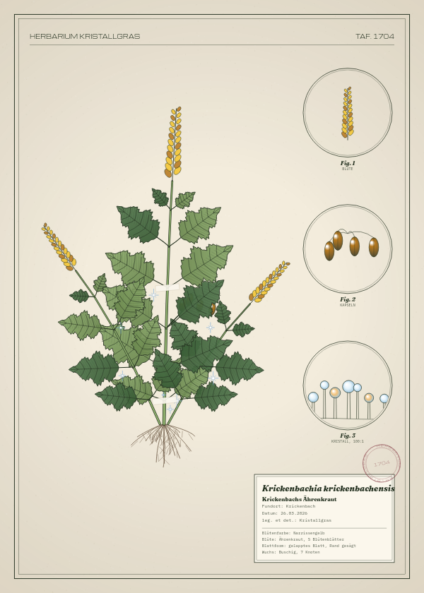 Botanische Tafel: Krickenbachia krickenbachensis, eine erfundene Pflanze aus Krickenbach, gezeichnet wie in einem alten Pflanzenatlas