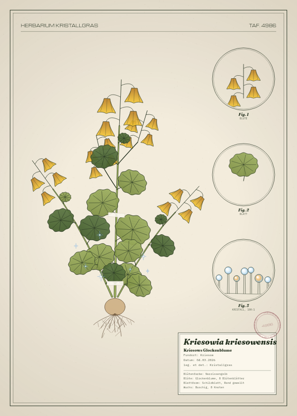 Botanische Tafel: Kriesowia kriesowensis, eine erfundene Pflanze aus Kriesow, gezeichnet wie in einem alten Pflanzenatlas