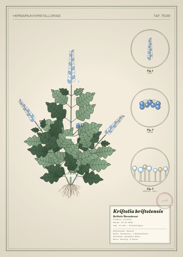 Botanische Tafel: Kriftelia kriftelensis, eine erfundene Pflanze aus Kriftel, gezeichnet wie in einem alten Pflanzenatlas