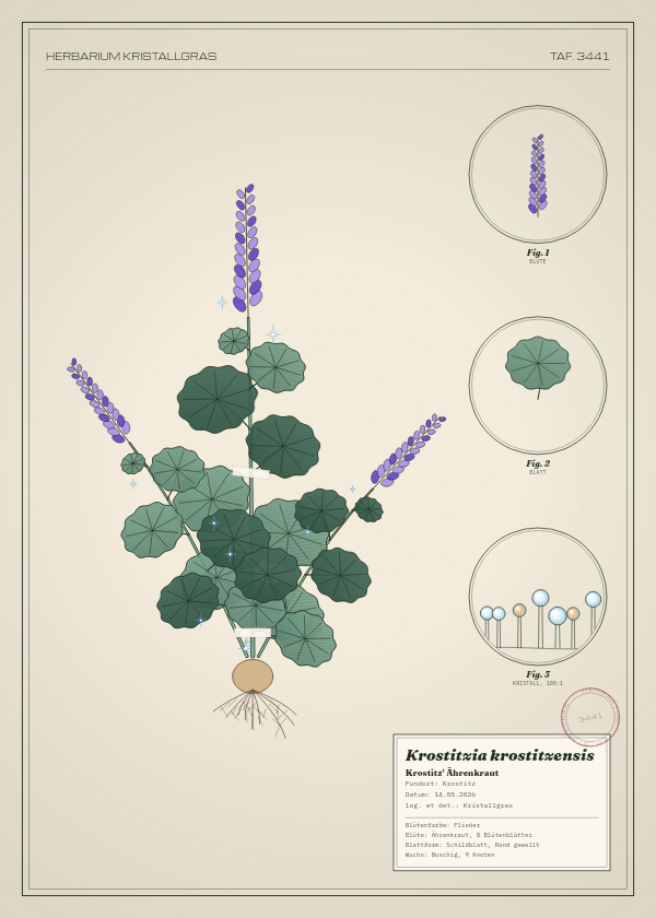 Botanische Tafel: Krostitzia krostitzensis, eine erfundene Pflanze aus Krostitz, gezeichnet wie in einem alten Pflanzenatlas